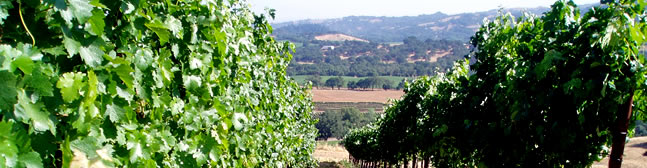 vineyard